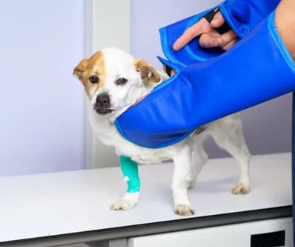 강아지 퇴행성 관절염 증상 및 관리 방법은 이렇게