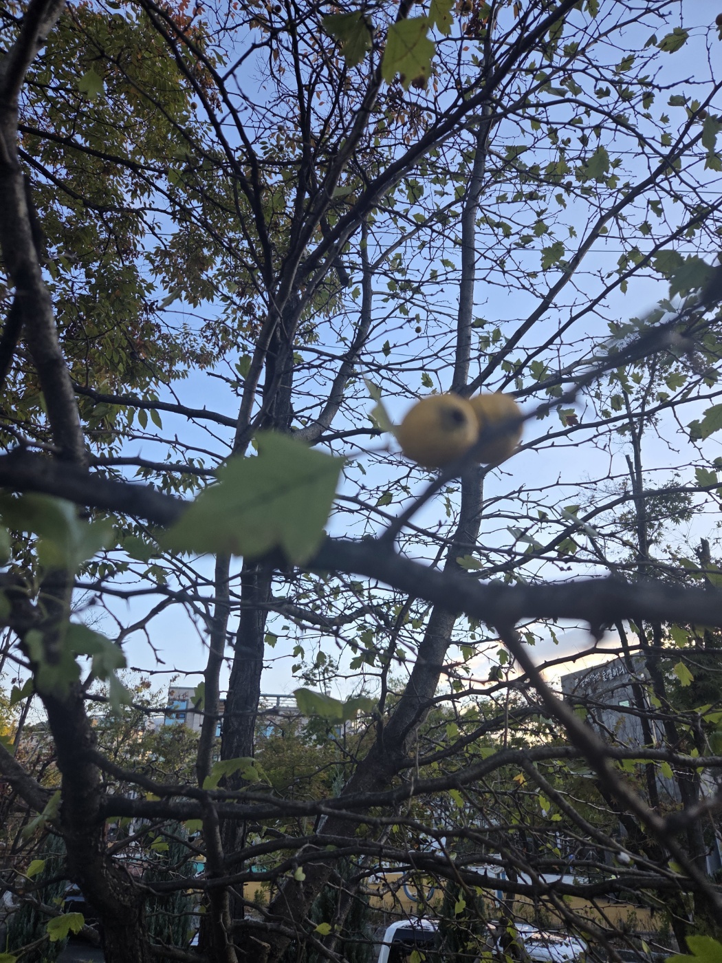 산사나무 특징과 재배방법, 열매 효능 및 수확 시기
