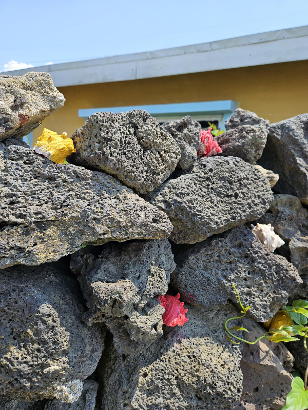 비양도 담벼락에 색깔 소라가 있다.