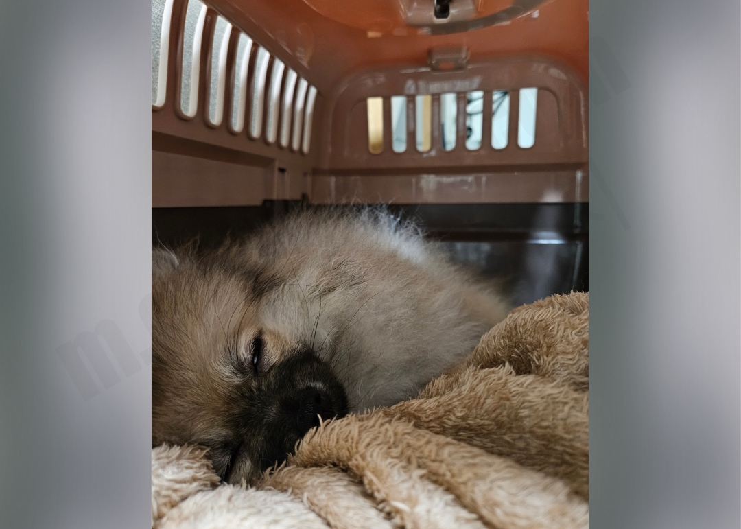 켄넬 안에서 잠자는 강아지