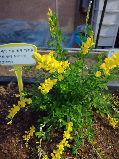 신천성당 근처 이쁜 골목길 꽃밭/ 양골 담초 (Scotch broom)와 성경 구절