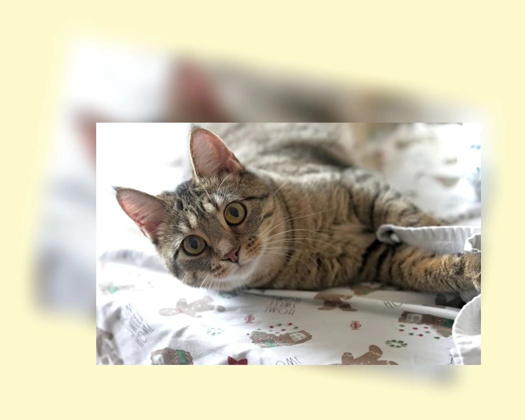 고양이 목욕_2_subsection