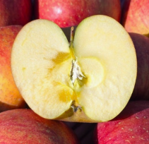 꿀사과 잘 고르는 법