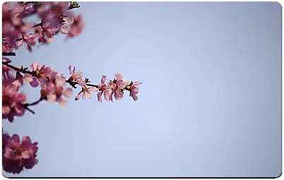앵두나무 꽃