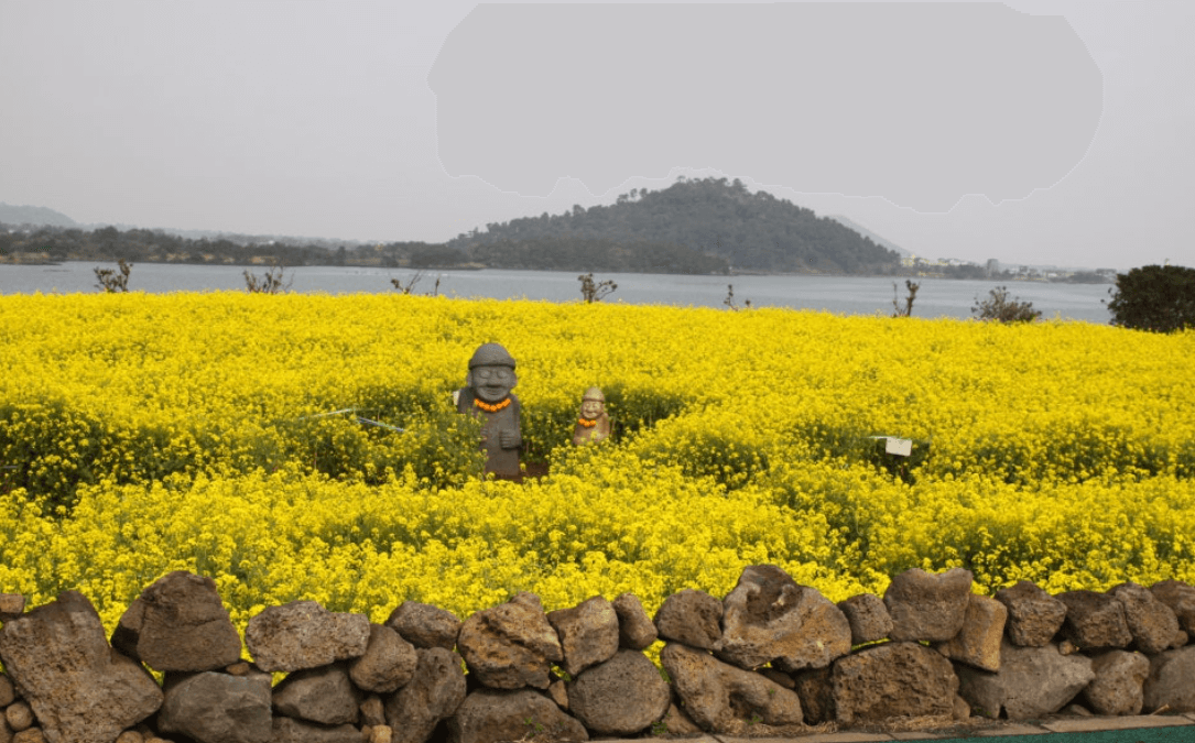 제주도_유채꽃