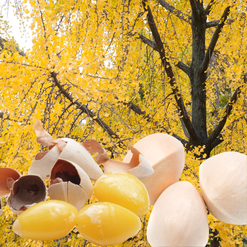 반려견 가을 산책 주의할 점 은행