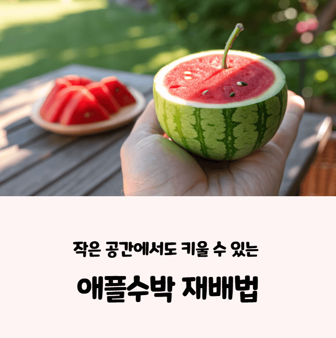 애플수박 재배법