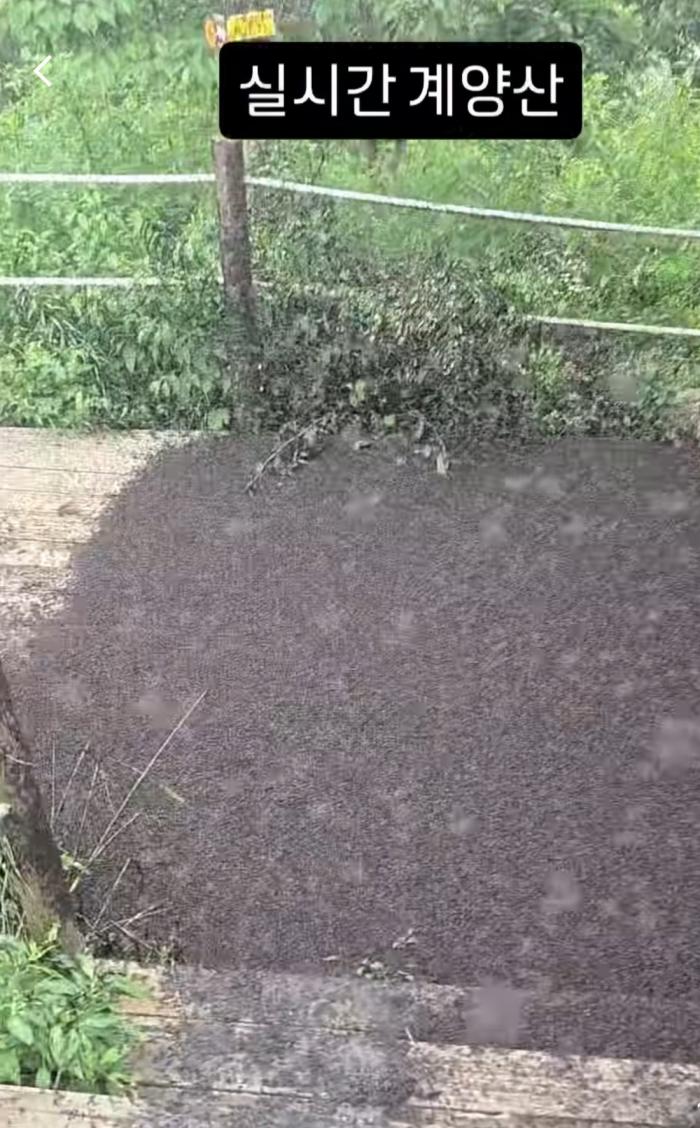 러브 버그 익충