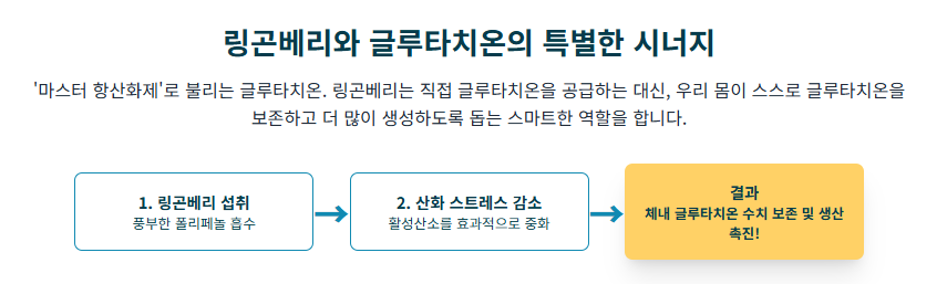 링곤베리 효능이 궁금하세요? 부작용, 섭취법, 항산화, 면역력 완벽 정리!