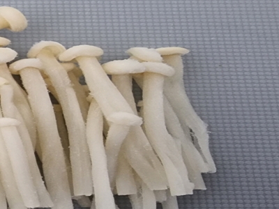 팽이버섯 사진3