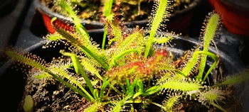 화분속-끈끈이주걱