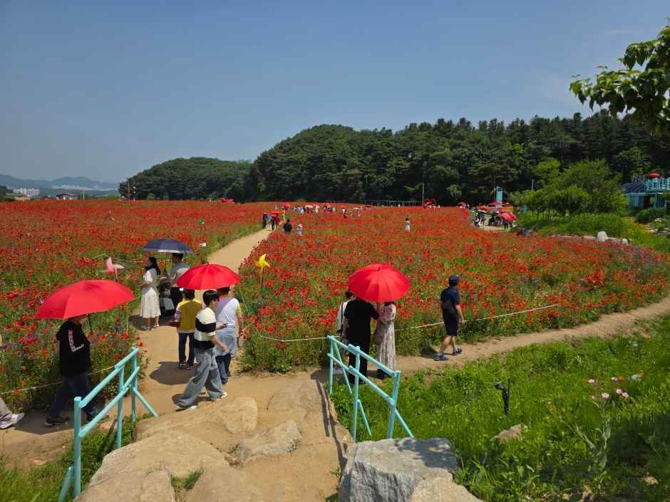 원주용수골꽃양귀비축제 2026 일정 입장료