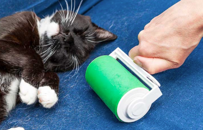 고양이를 키워서 곤란한 일을 이미지화하는 이미지