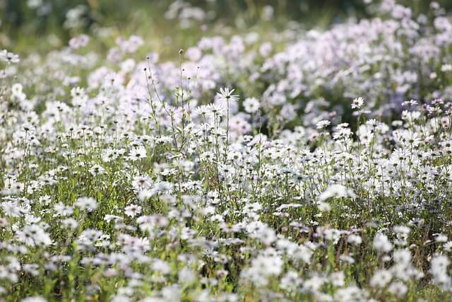 구절초 효능 꽃 꽃말