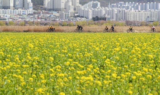 창녕 낙동강 유채꽃축제 ❘ 국내 최대 유채꽃밭! 일정, 명소, 즐길 거리, 꿀팁 총정리