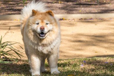 차우차우 웃는 사진
