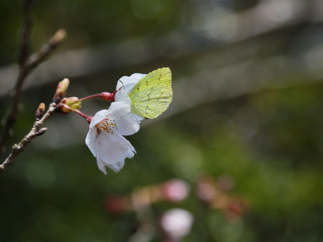 다시 시작할 용기 성경구절과 감사 묵상으로 마음을 쉬게 하는 3월 묵상 모음