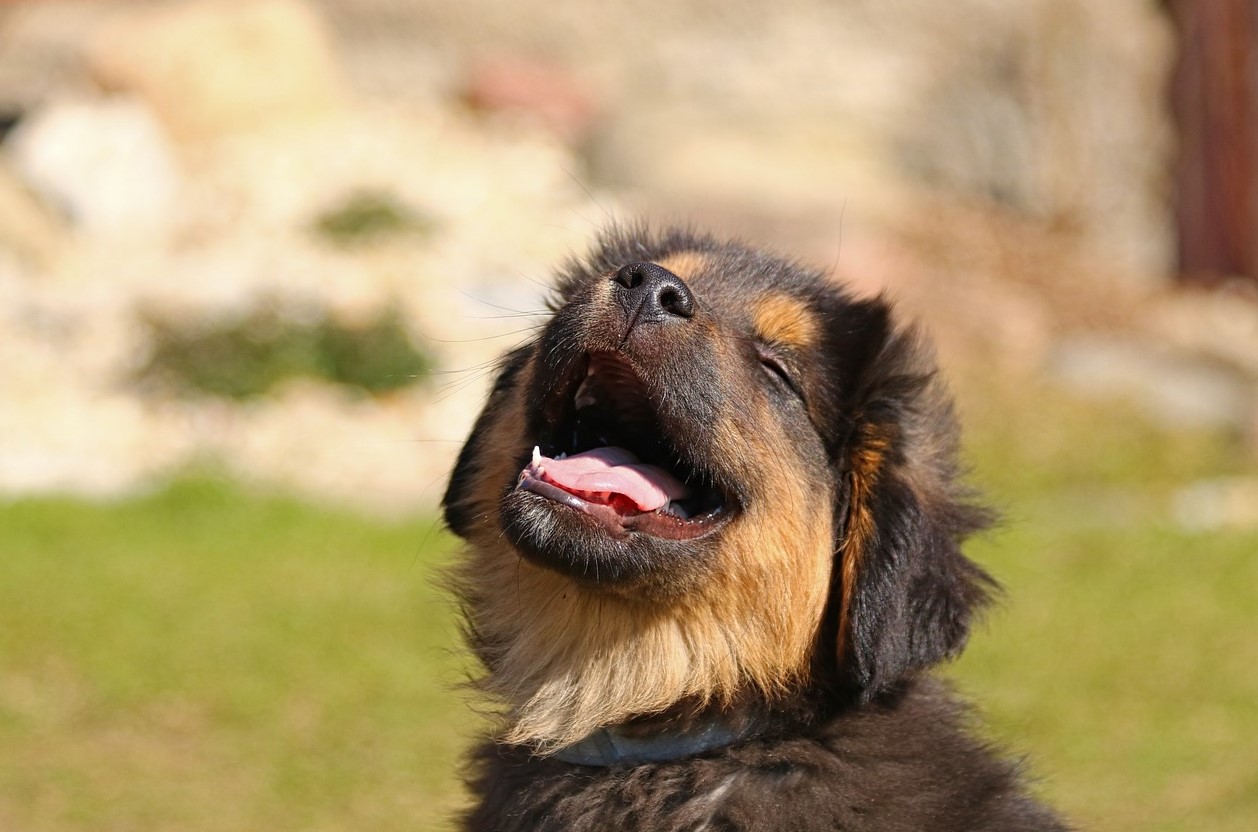 기뻐서-웃고있는-강아지
