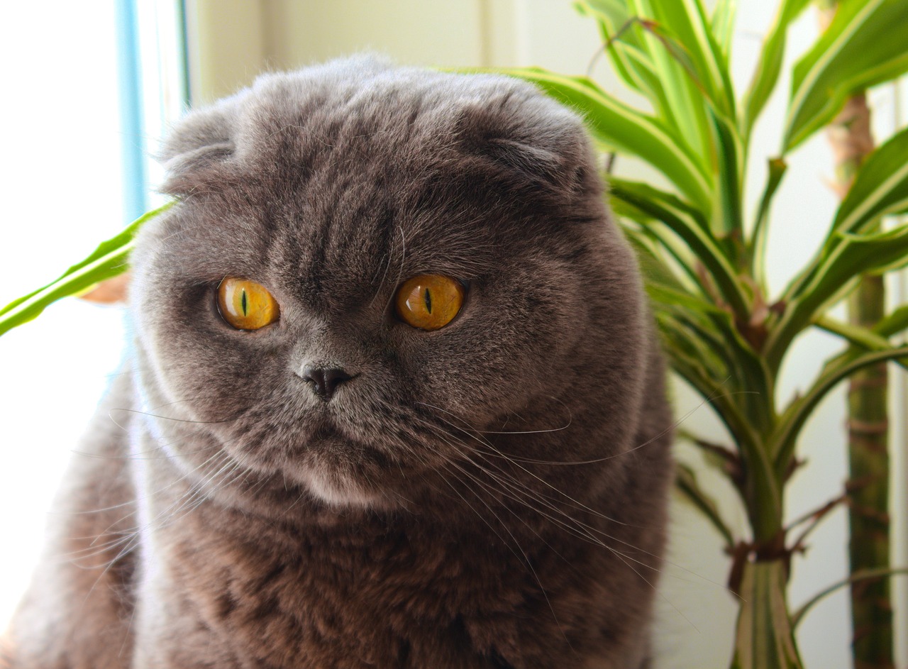 Scottish Fold5