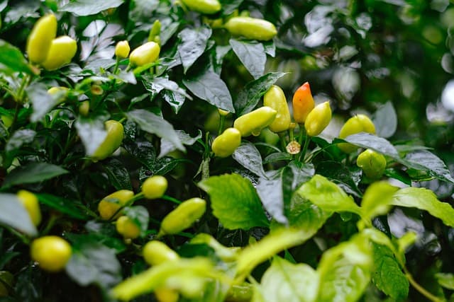 고소 취하와 공소취소의 실질적 차이와 오해