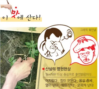 산삼 효능 영양 면역력 피로 회복 위한 섭취법 정리_5