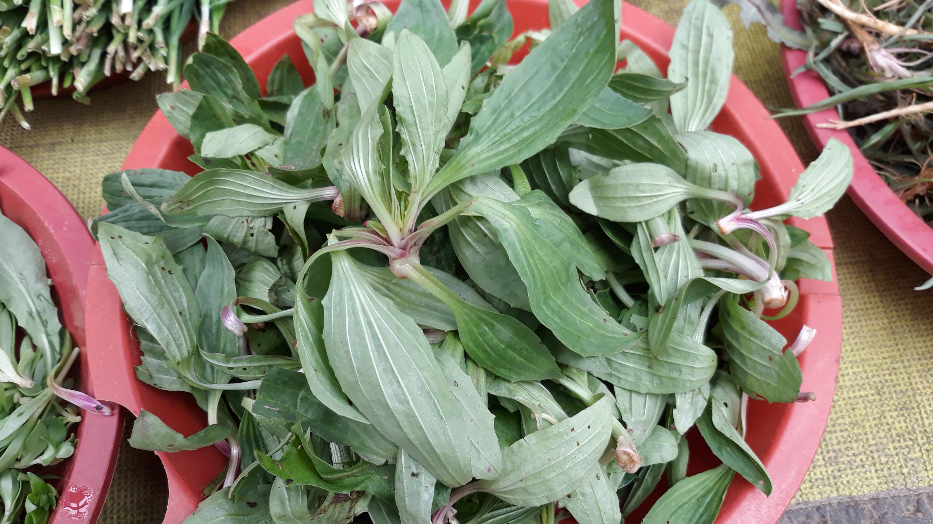 차전자피의 효능 핵심은 '이것'