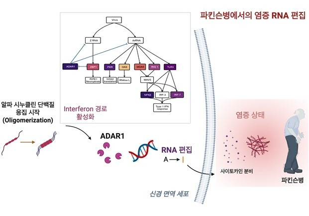 파킨슨에서의 RNA 편집, 카이스트 제공