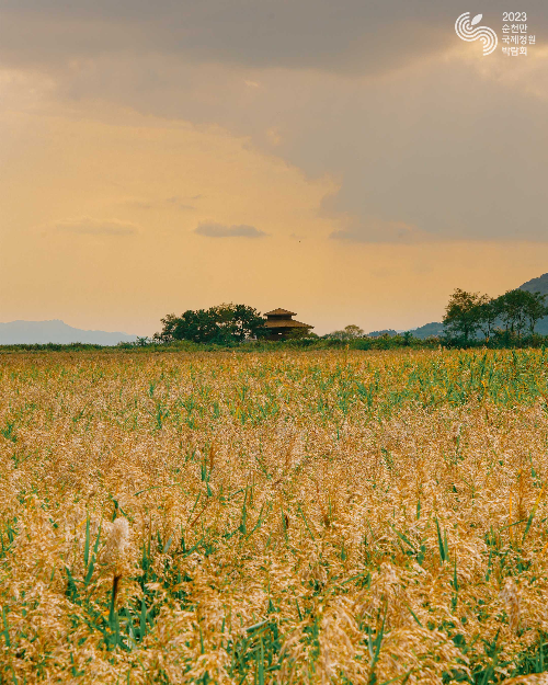 순천만 갈대축제