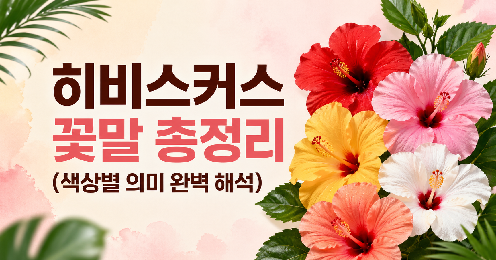 히비스커스 꽃말