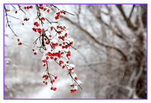 24절기 소설(小雪) 뜻 겨울의 시작