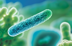 락토바실러스(Lactobacillus)의 특성과 효능