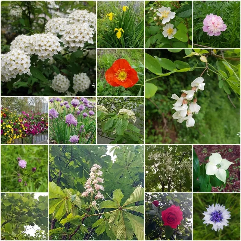 산길에서 만난 5월의 꽃 엉겅퀴 감나무꽃 고욤나무꽃 멍석딸기꽃 오디 뱀딸기 인동덩굴_9