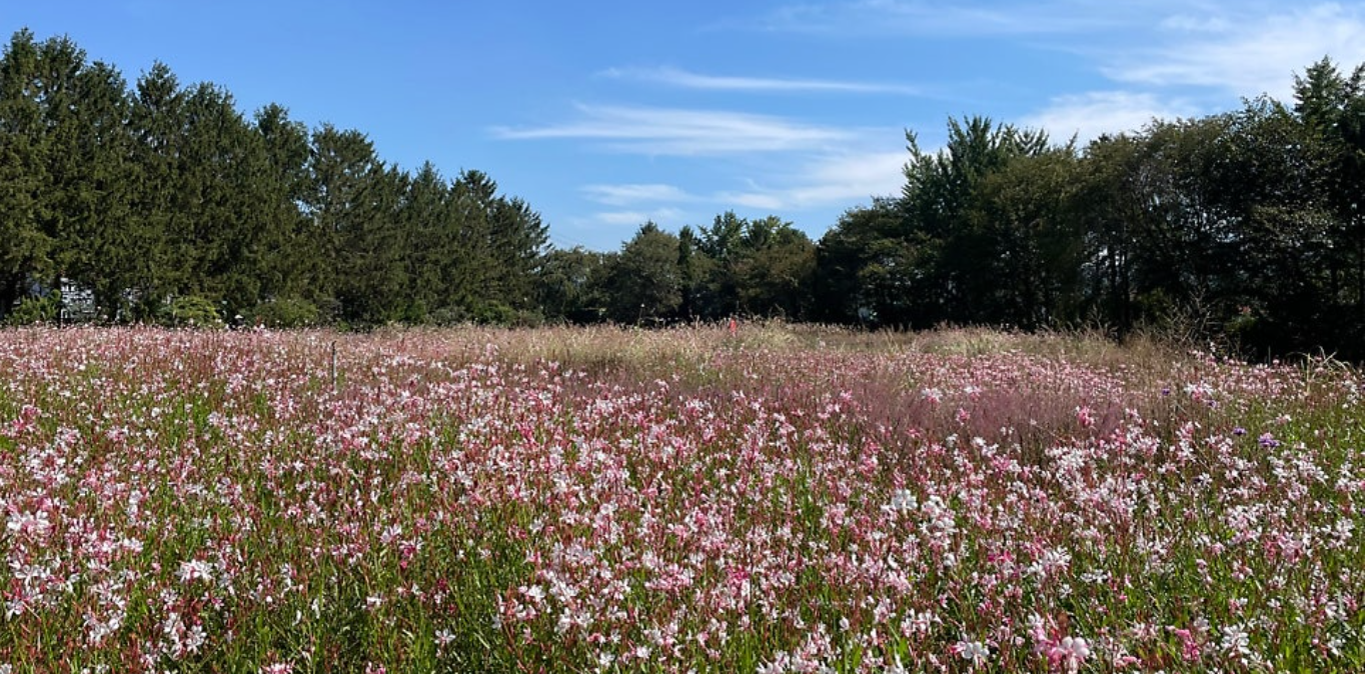 [서울 근교 여행] 경기도 파주 드라마 촬영지 사계절 내내 아름다운 벽초지수목원