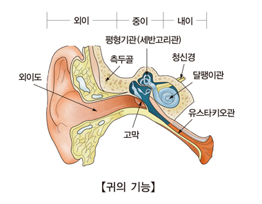 귀의구조
