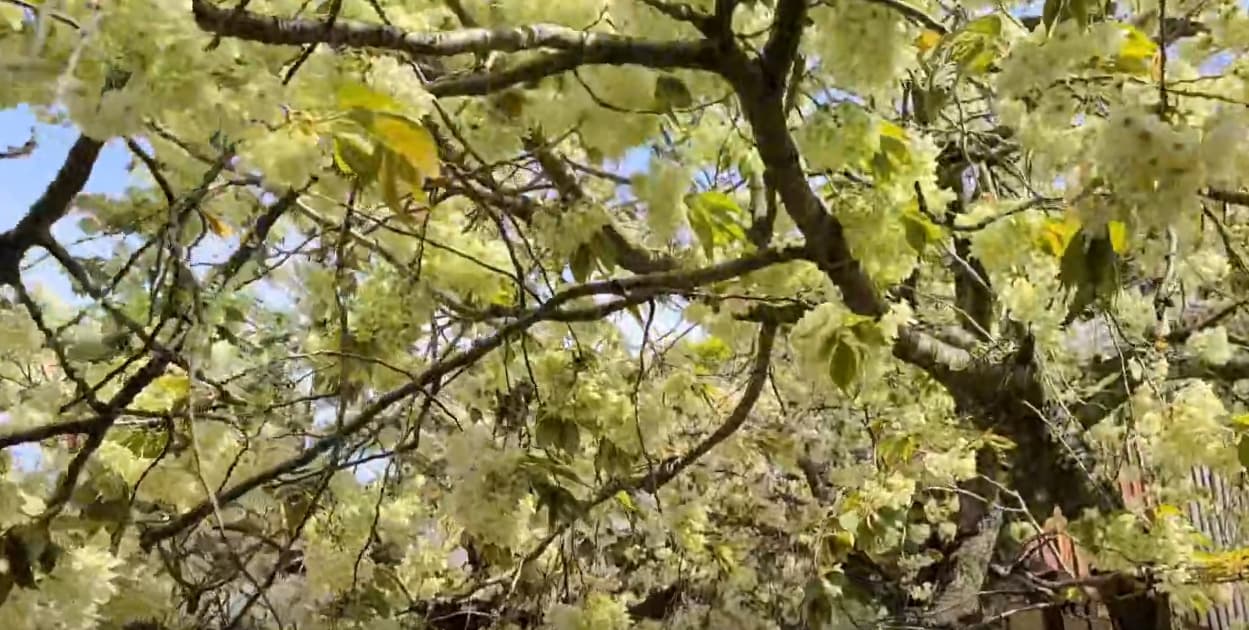 [4월 봄꽃 여행]서산 개심사 겹벚꽃&middot;청벚꽃 여행기❘벚꽃 개화 상황, 아직은 시작, 그러나 곧 절정