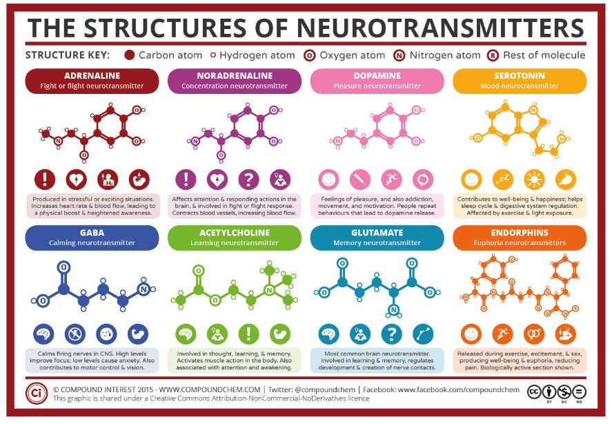 신경-전달-물질