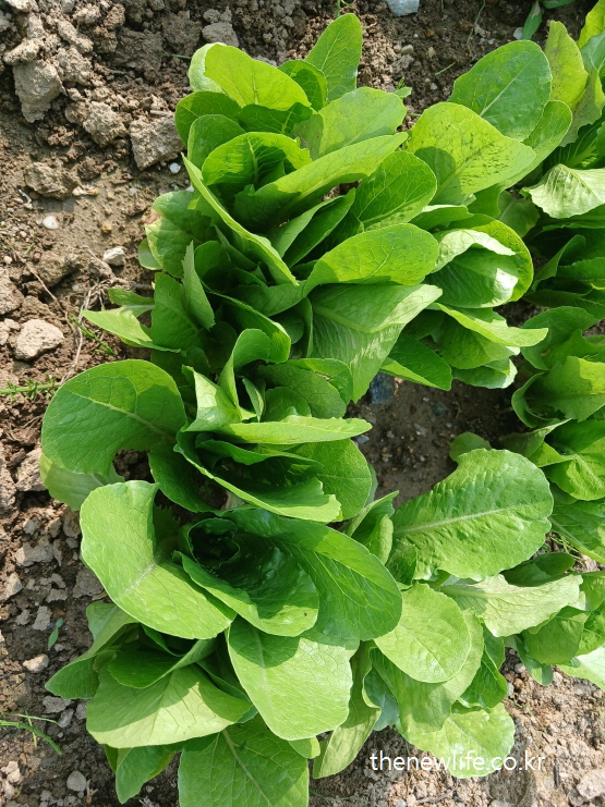 Healthy row of romaine lettuce growing on open soil – 건강하게 줄지어 자란 로메인 상추밭의 모습