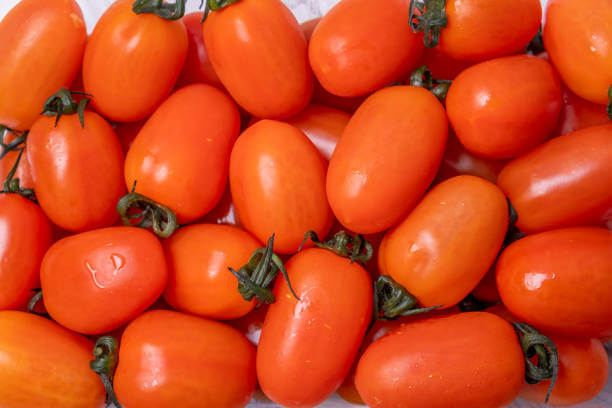 스테비아 방울토마토 효능과 부작용, 일반토마토랑 뭐가 다른 건지 차이점을 알아봤습니다. 그리고 방울토마토를 먹고 구토 증상이 있었는데 어떤 부작용이길래 구토까지 발생하는지 참고하시기 바랍니다.