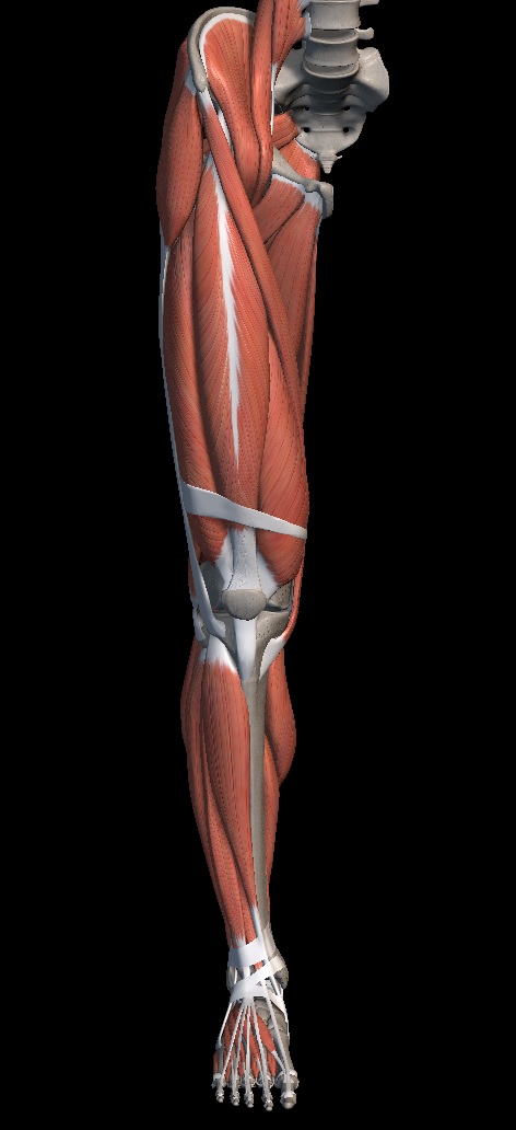 스쿼트 무릎 통증 원인