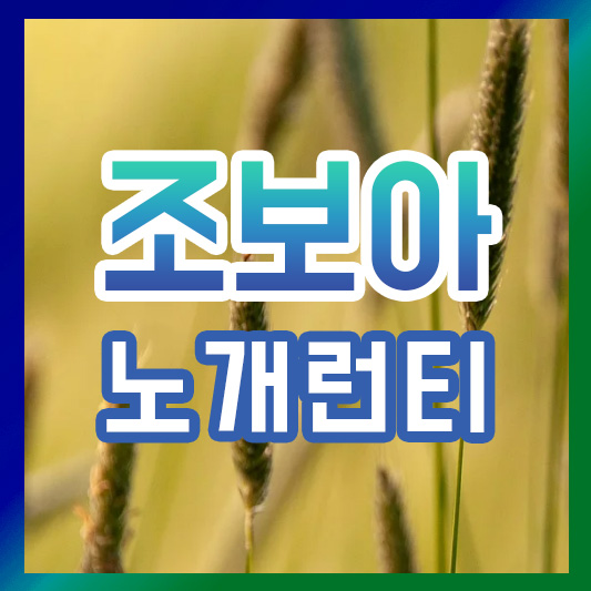 조보아 노개런티