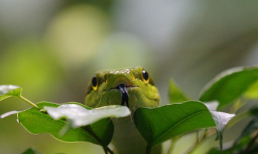 뱀 꿈&amp;#44; 뱀에게 물리는 꿈&amp;#44; 뱀 잡는 꿈&amp;#44; 뱀 죽이는 꿈 등 총 정리 (2025 최신)