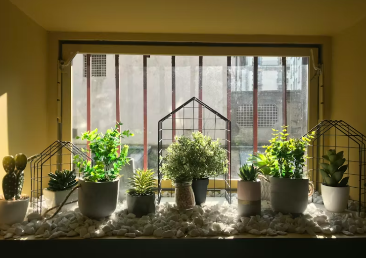 채광 좋은 창가에 놓인 다양한 실내 식물 화분들. 햇살이 식물 위로 따뜻하게 비추며 평온한 분위기를 연출한다.