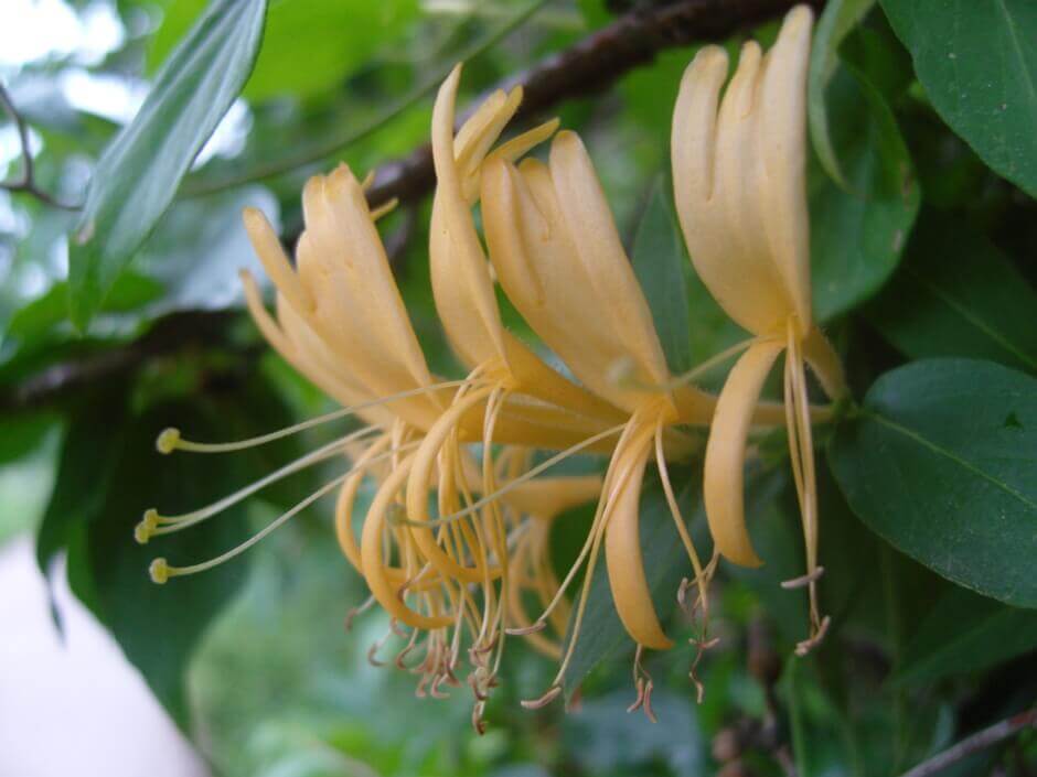 금은화(인동초) 9가지 효능 및 부작용과 복용법