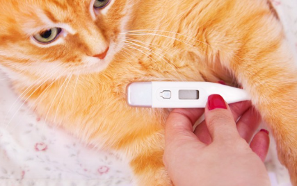 체온계와 갈색 호랑이 고양이.