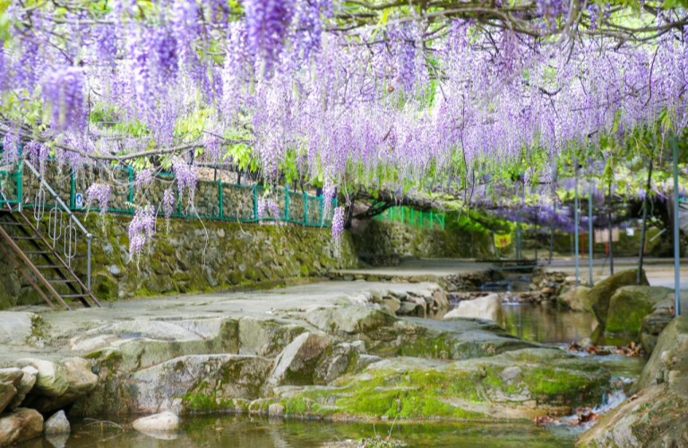 동학사 등나무꽃