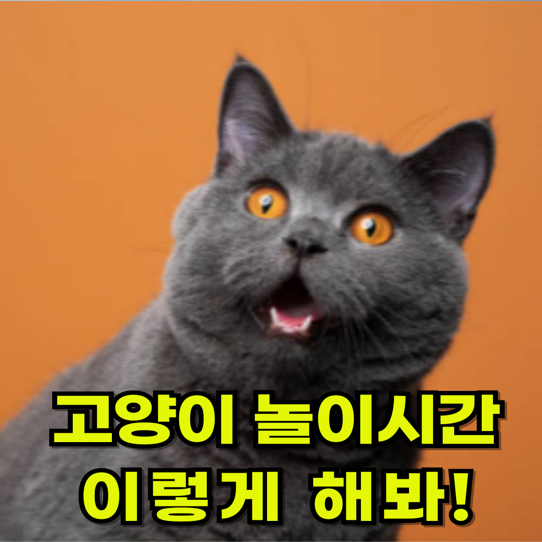 고양이 놀이, 뭘 해야 할지 고민되시죠? 딱 3가지만 기억하세요!