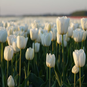 태안 튤립축제 &amp; 사진 명소 총정리