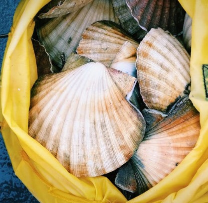 11월 제철 음식 가리비 효능 고르는법 보관법 요리법