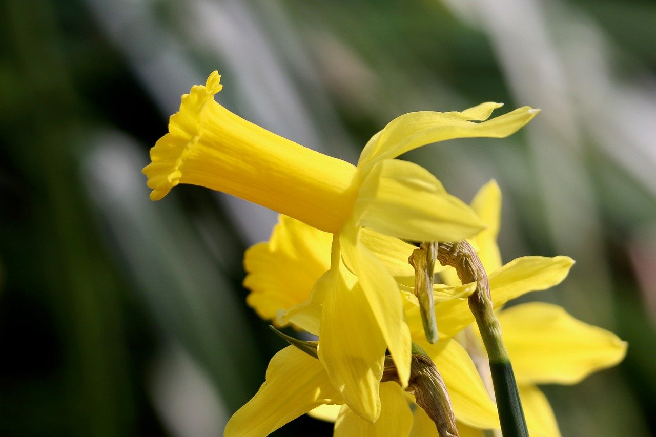 화담숲 봄 수선화