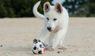 여름철 강아지 산책 적정 시간, 주의사항 정리(강아지 사람 온도차이)